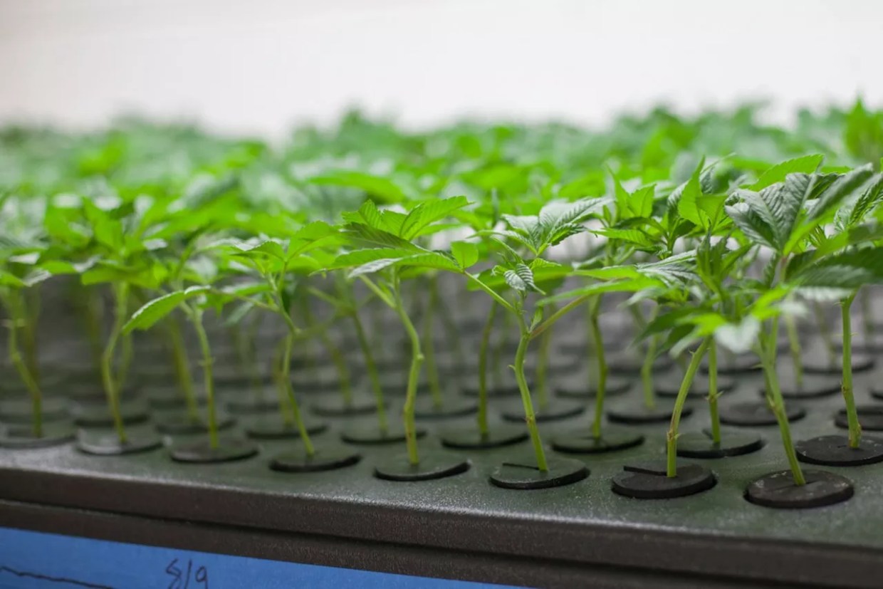 Colorado Extends, Updates Marijuana Industry Laws