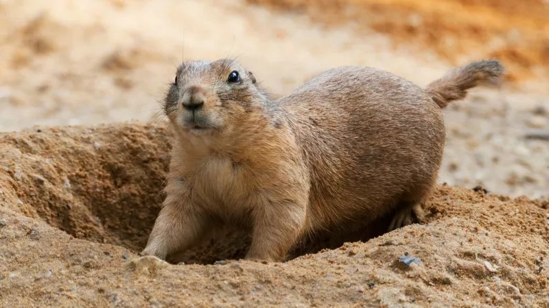 Boulder Doesn’t Need to Kill Its Prairie Dogs, Activist Says