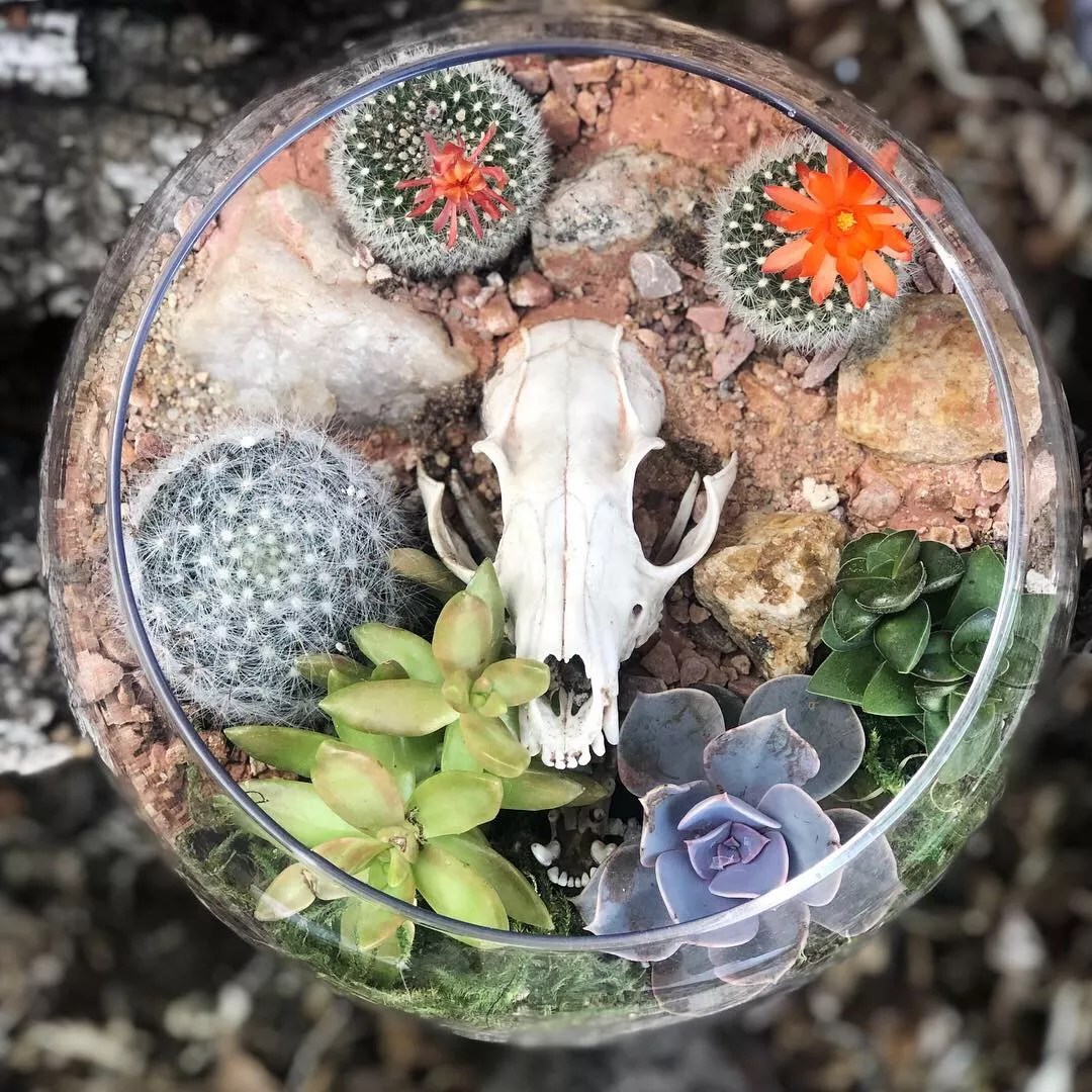 Roadkill Meets Foliage at Denver’s New Oddity Shop, the Terrorium