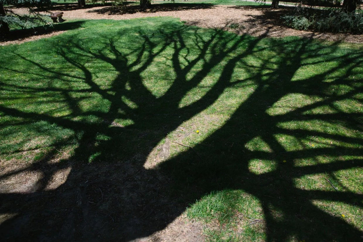 Forest Bathing Can Help You Turn Over a New Leaf
