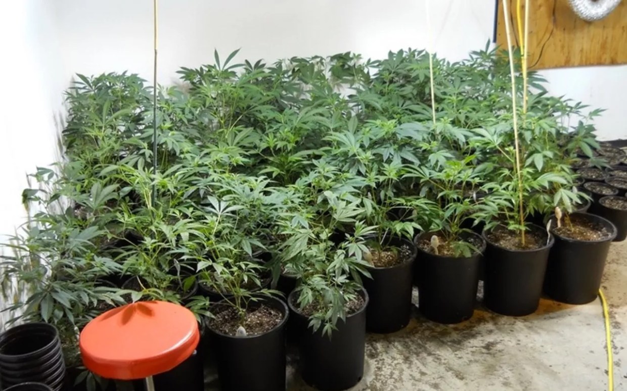 Largest Pot Bust in Colorado History Claims Over 80,000 Plants