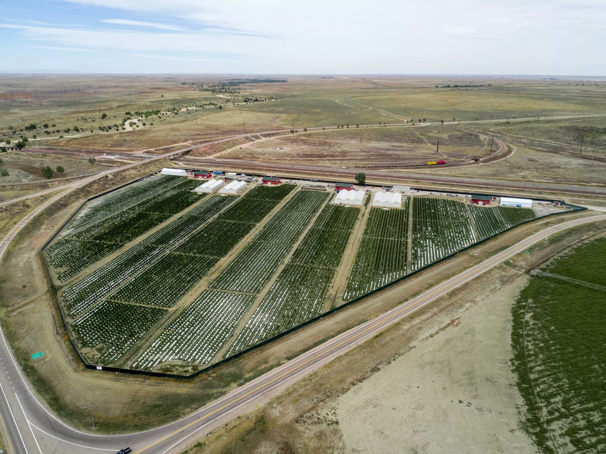 Medicine Man Technologies Agrees to Buy Country’s Largest Outdoor Marijuana Farm