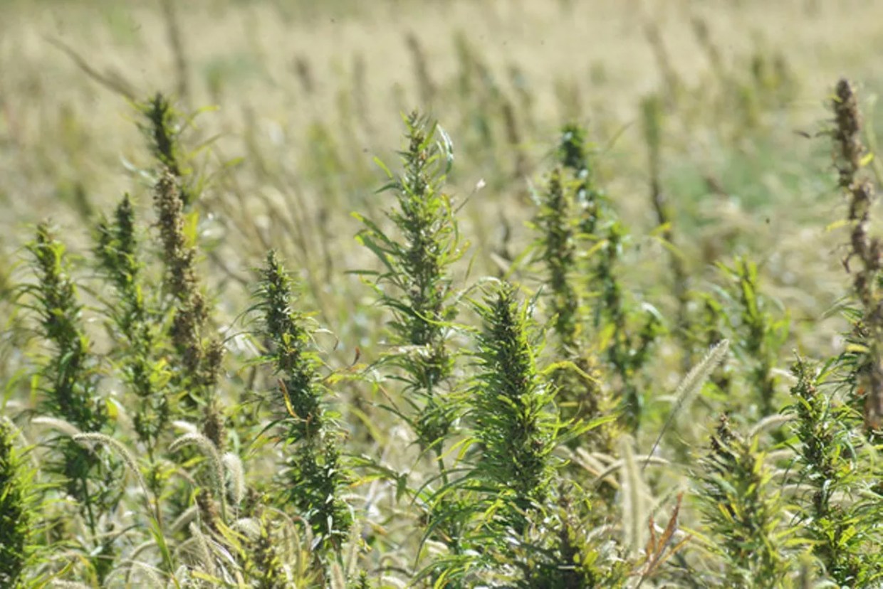 Colorado Agriculture Director Has Big Plans for Hemp