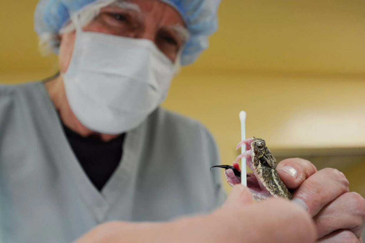 Snakes Alive! Could Rattlesnake Venom Strike at Cancer?