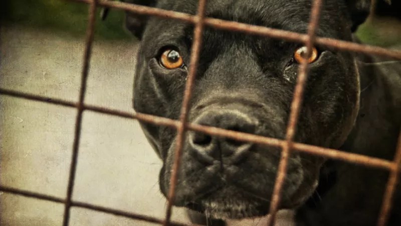 Council Member: Why Aurora Should Kill Its Pit Bull Ban