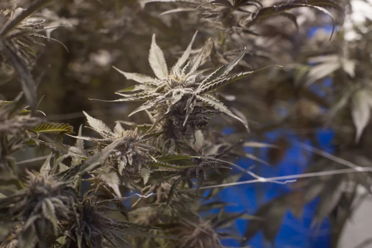 Have Colorado Weed Prices Stabilized?