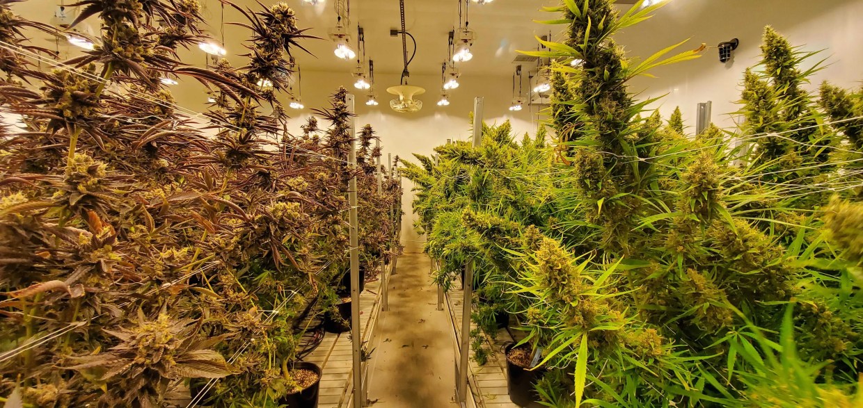 Shift Cannabis Started in 2010. So Why Is It Just Now Selling Weed?