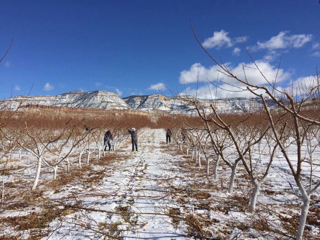 Colorado Democrats Want to Enhance Protections for Agricultural Workers