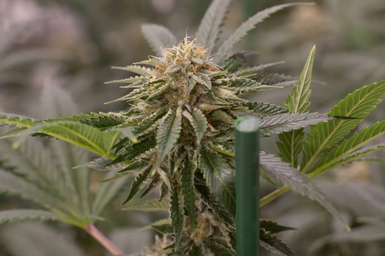 Annual Report Shows Flower Production Slowing, but Mold Isn’t