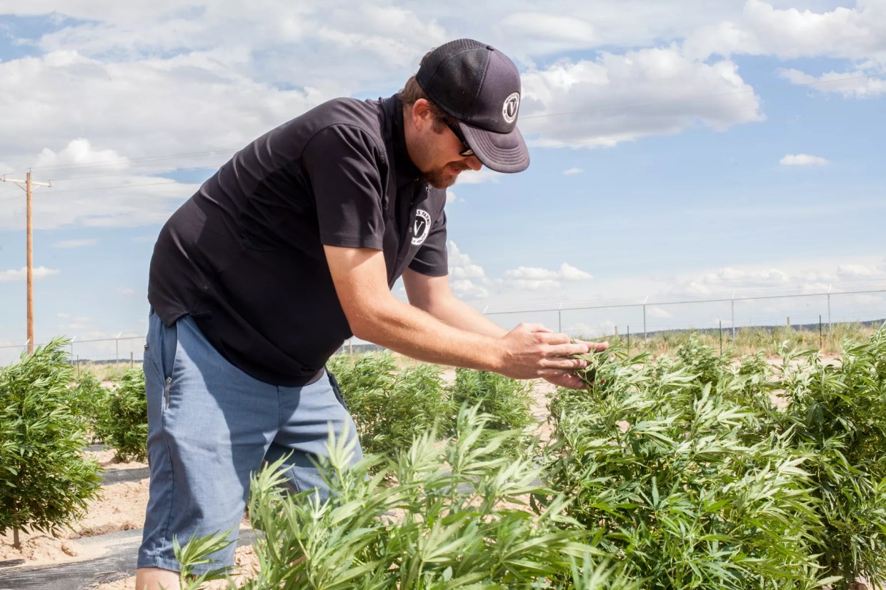 Colorado Hemp Farmers Will Finally Get Crop Insurance