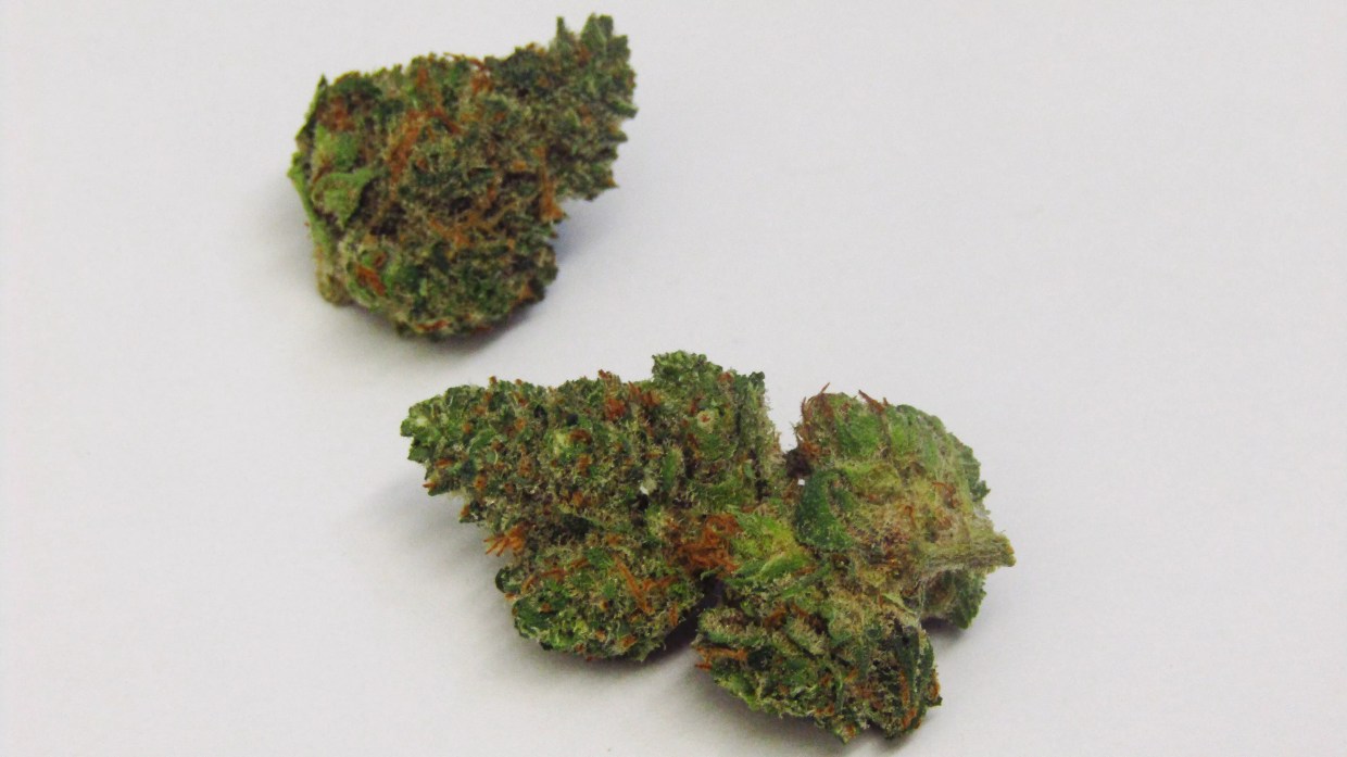 Why Colorado Tokers Love Doctor Bubba