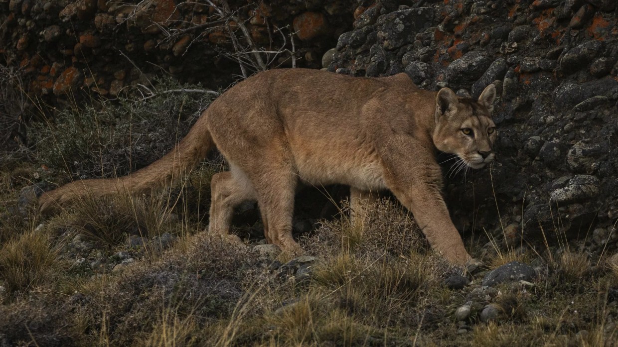 DNA Proves Euthanized Mountain Lion Attacked Bailey Boy
