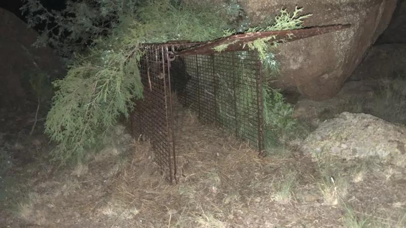 Mountain Lion Attacks Boy in Bailey