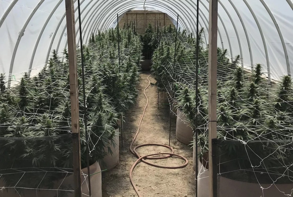 Budget Committee Approves $5 Million Cut in Marijuana Crime Enforcement