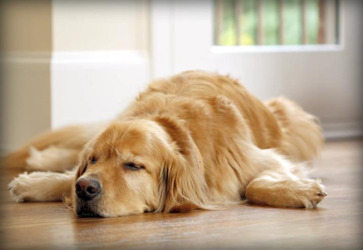 Dog ate marijuana edibles