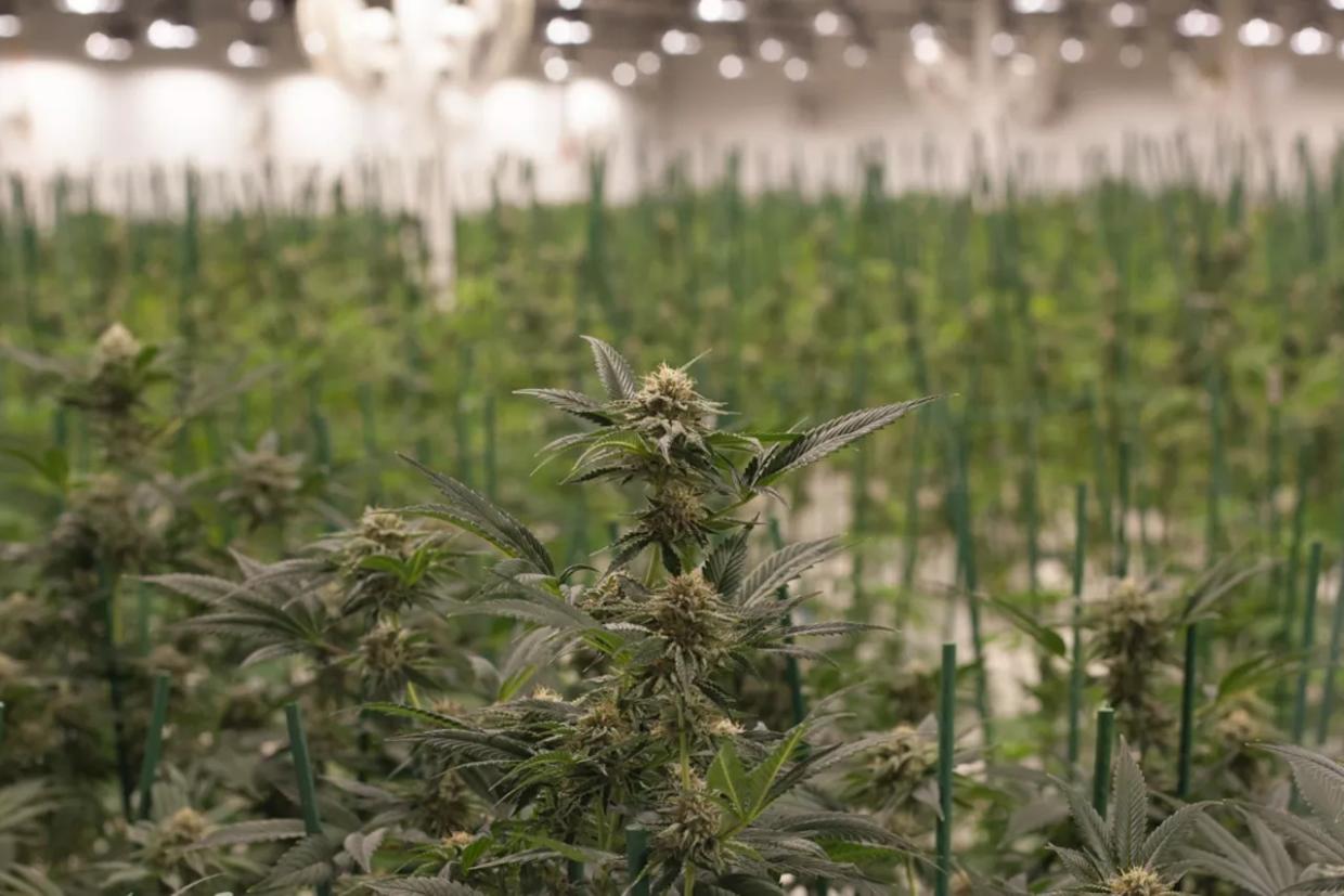 House Passes Landmark Marijuana Banking Bill