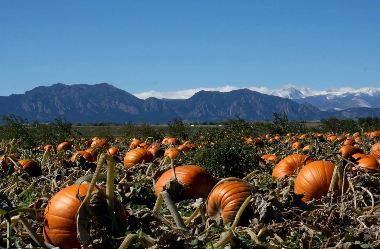 The Ten Best Pumpkin Patches Around Denver