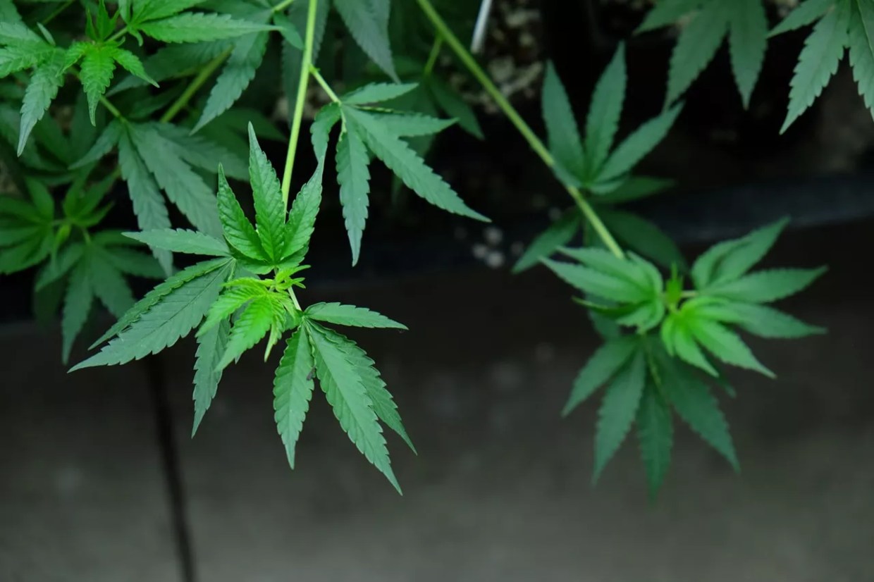 Sustainability Symposium Back to Reduce Marijuana’s Carbon Footprint