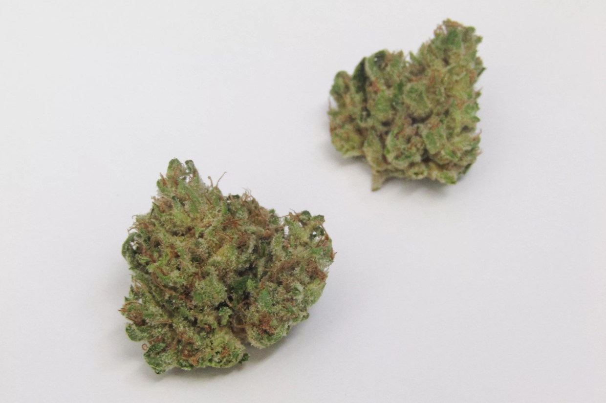 Why Colorado Tokers Love Cheesy Rider