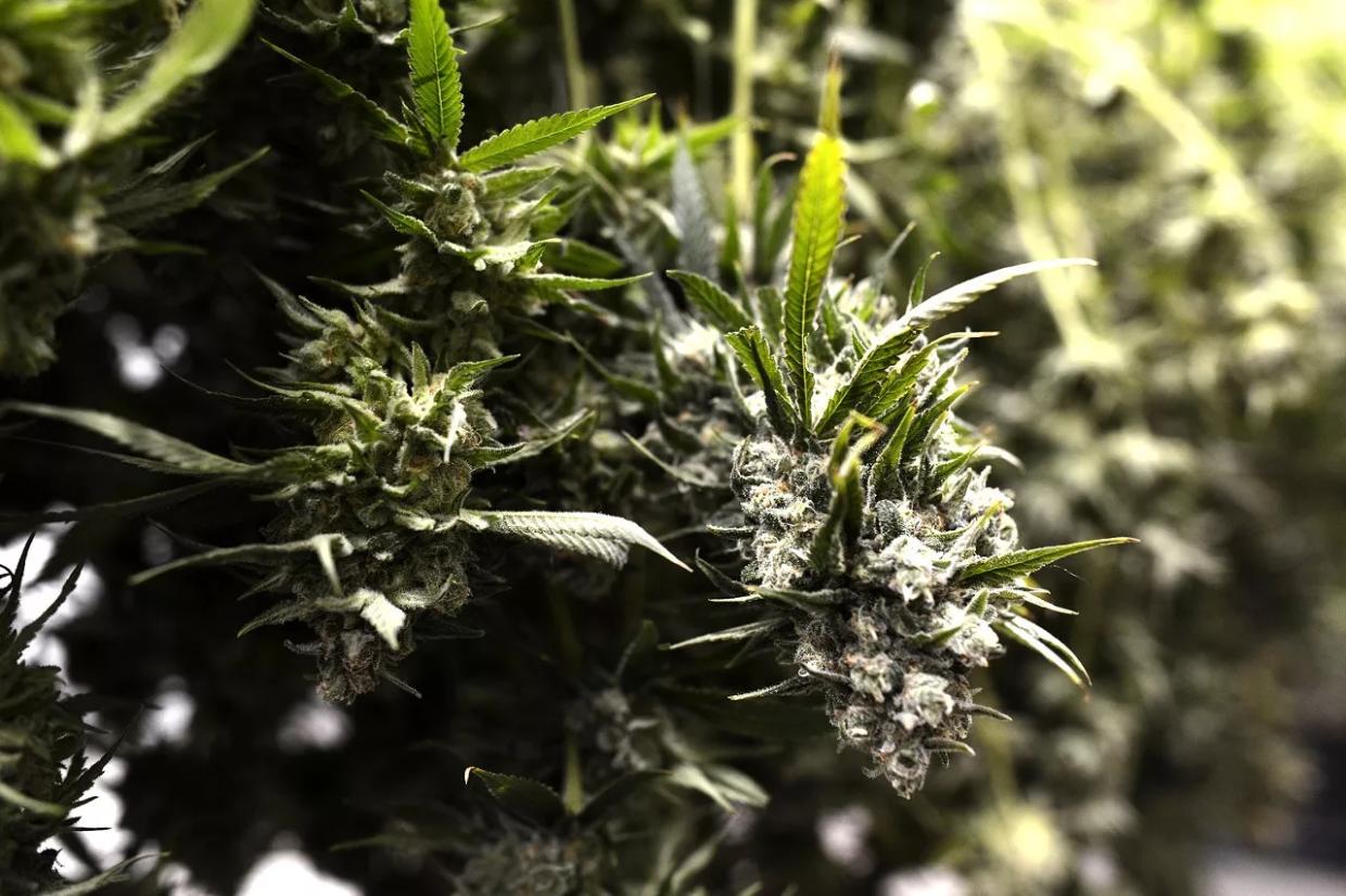 One of Colorado’s Largest Weed Producers Issues Mold Recall