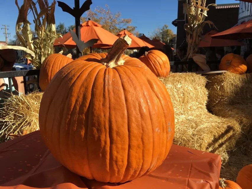 Five Things to Do for Free in Denver This Weekend