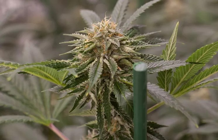 Reader: The Mold Problem Is With Wholesale Growers, Not Dispensaries