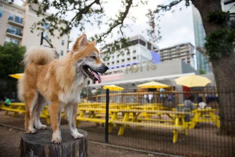 Howl for Joy: Mutts Canine Cantina Will Come to Denver in 2020