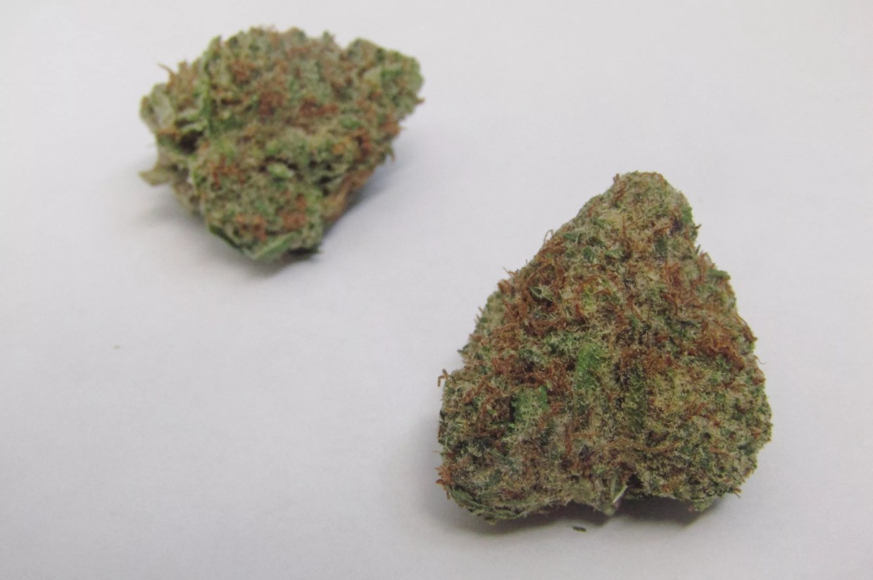 Why Colorado Tokers Love Donatello