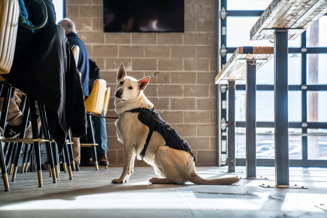 What’s With All the Dogs Inside Edgewater Public Market?