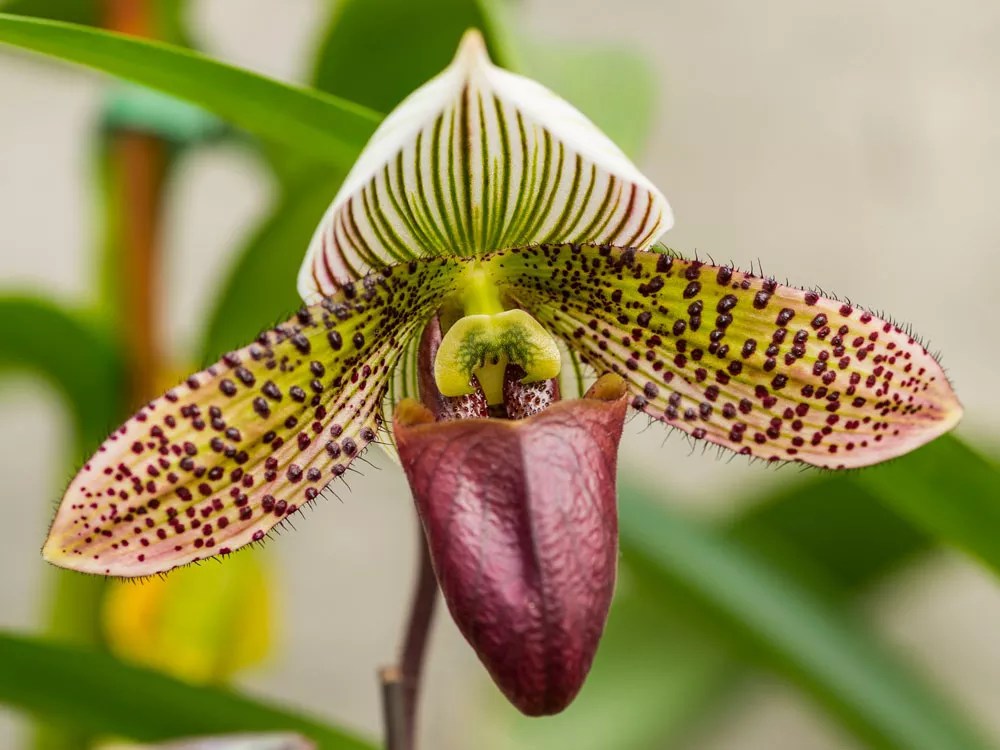 Denver Botanic Gardens Digs In for Seventieth Annual Spring Plant Sale