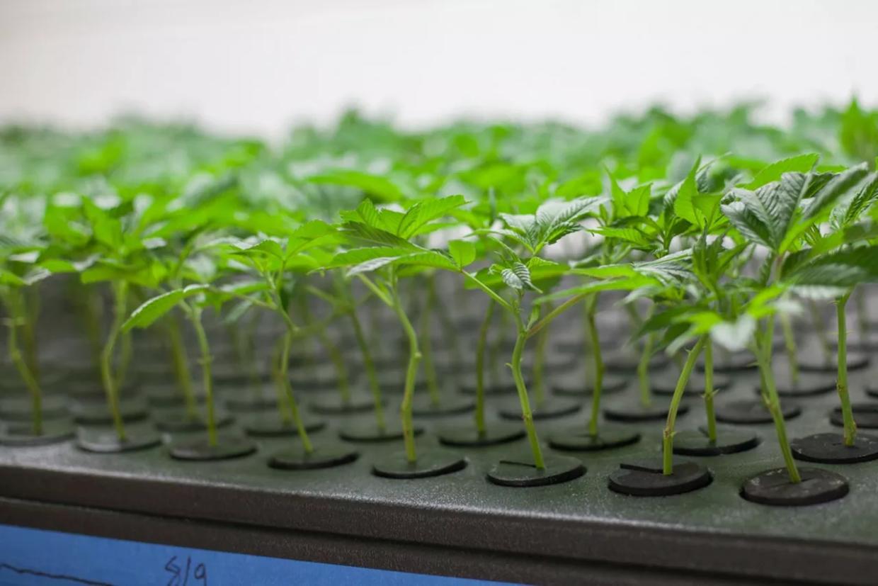 Colorado Marijuana Bills See Varied Success in 2020