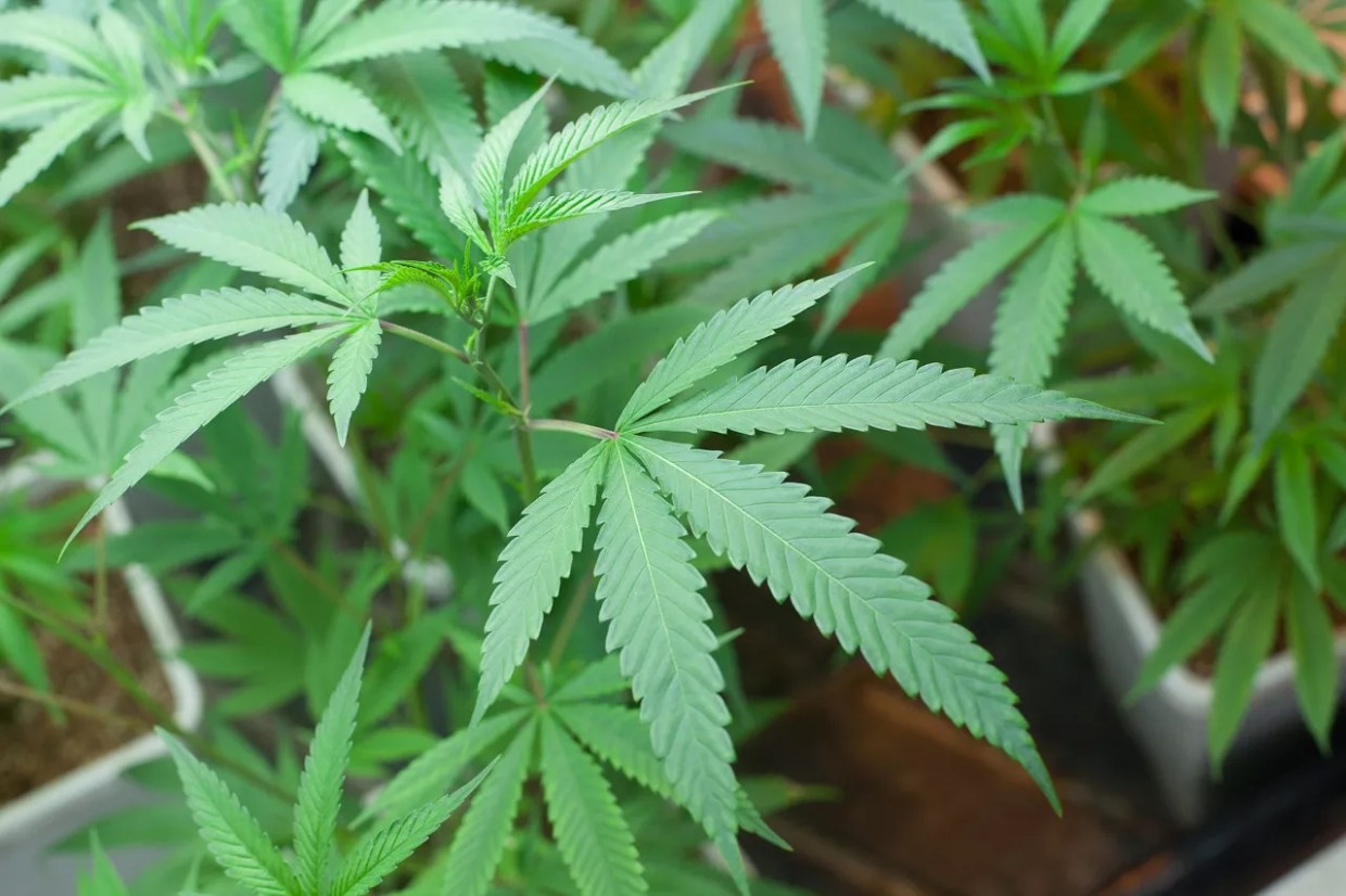 Colorado Launches Array of Marijuana Banking Efforts