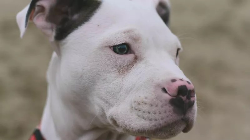 Denver Pit Bull Ban Repealed in “Extremely Tense and Close Call”