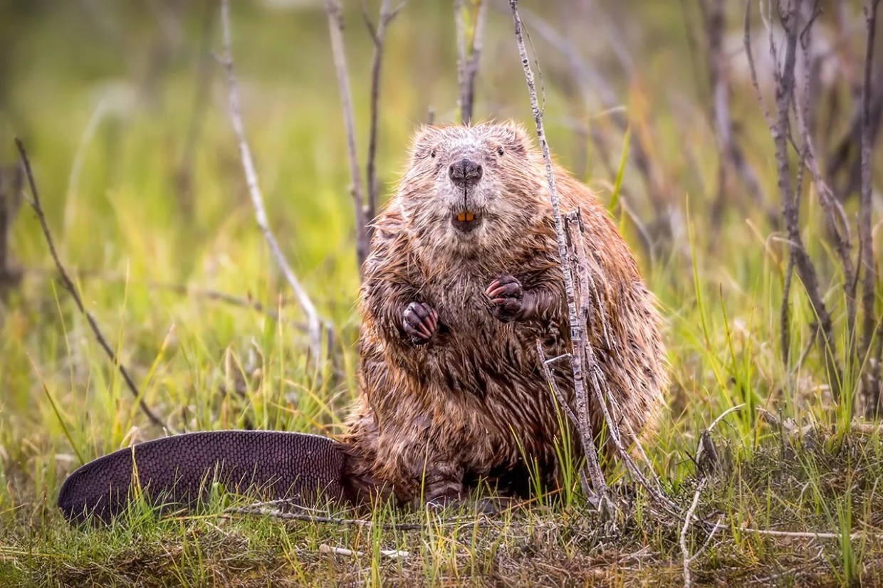 Beaver Fever! Sherri Tippe gives a dam about Colorado’s beaver population