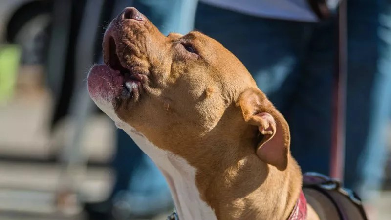 Does Science Prove Pit Bulls Are Vicious or Misunderstood?
