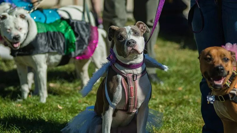 Cheering, Mourning After Denver Pit Bull Legalization Bill Falls One Vote Short
