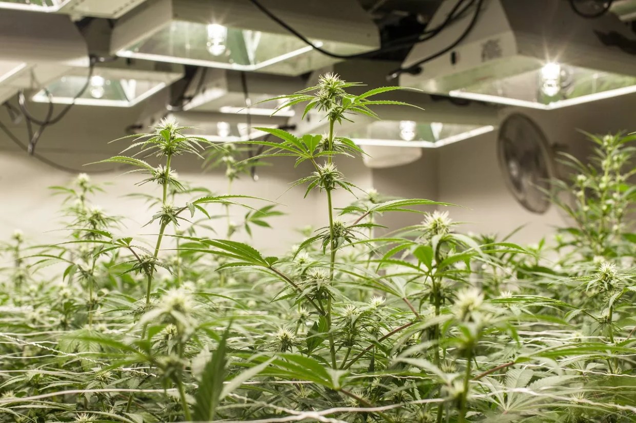 Basement to Business: How a Marijuana Breeder Navigates Legalization