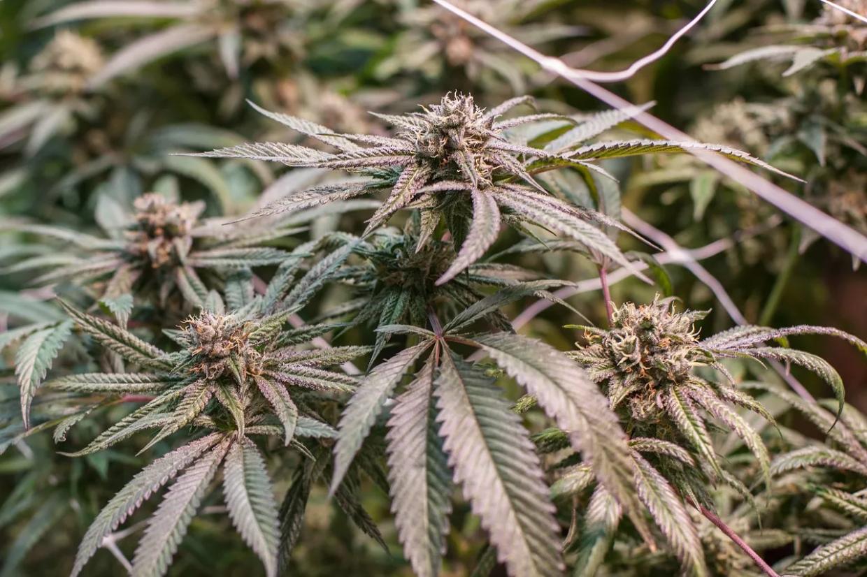 Nearly 15 Percent of Colorado’s Microbial Weed Tests Were Failures in 2019