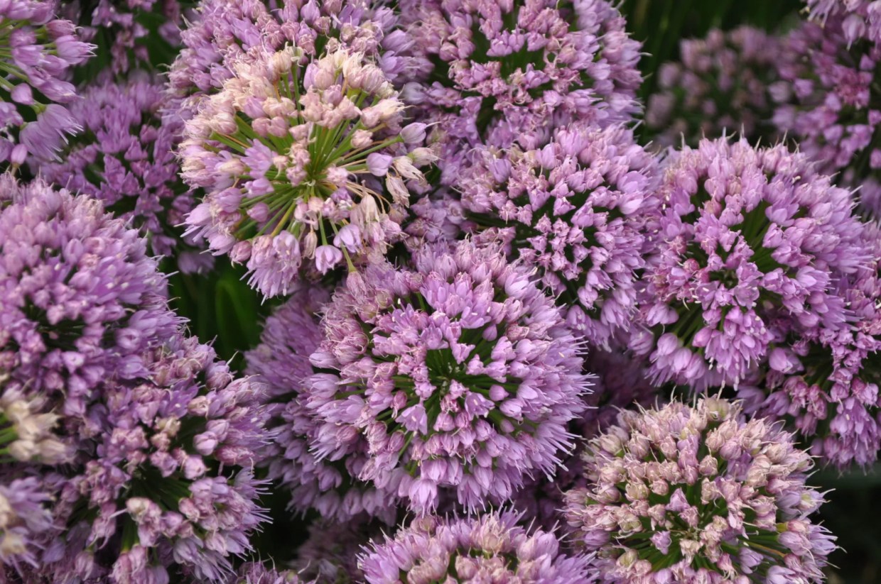 CSU Flower Trial Garden Plucks a Bouquet of Winning Perennials