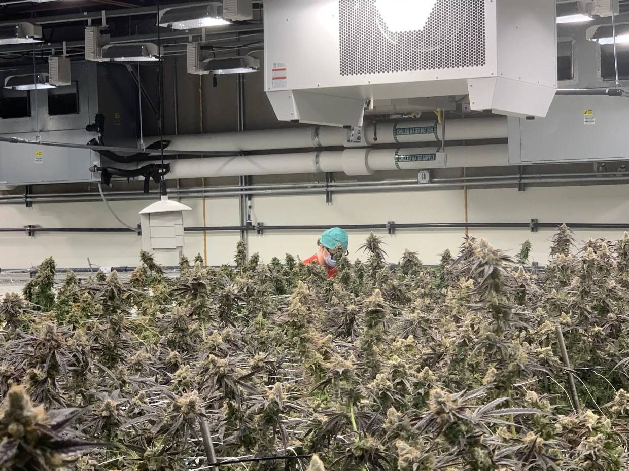 Rare Dankness Launches Nutrient Line for Marijuana Growers