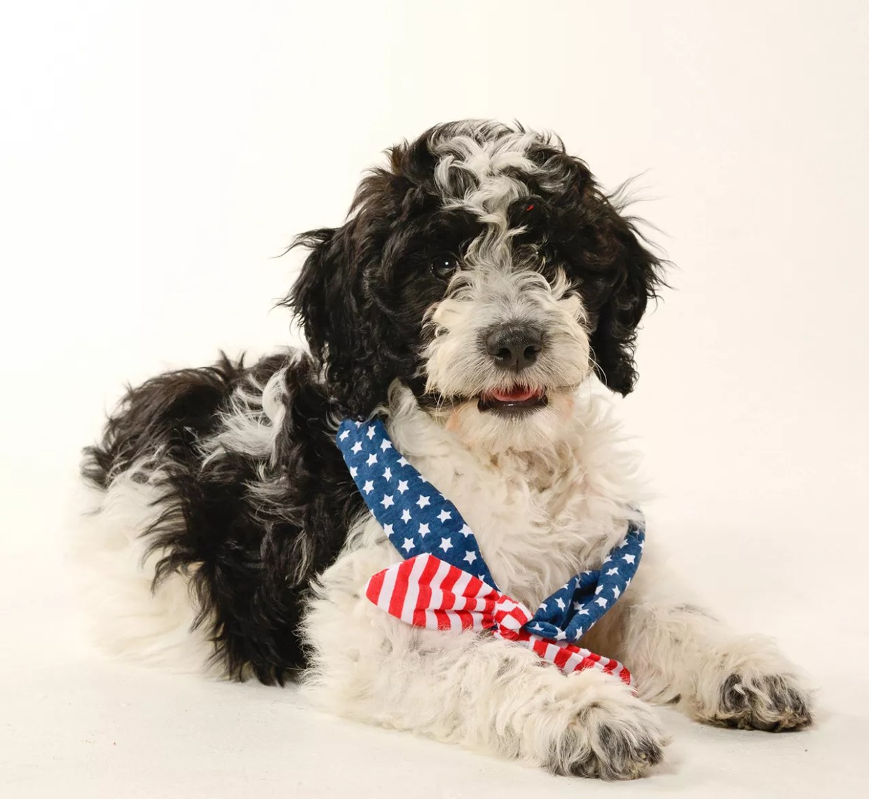 Yankee Doodle Dandy: Welcome to the Dog Days of Summer