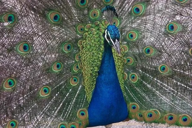 The Peacocks Have Flown the Coop at the Denver Zoo