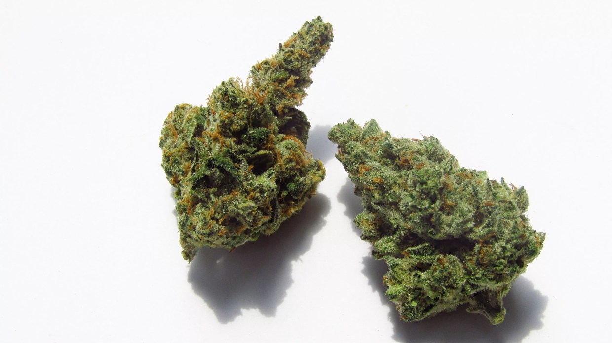 Why Colorado Tokers Love Jenny Kush