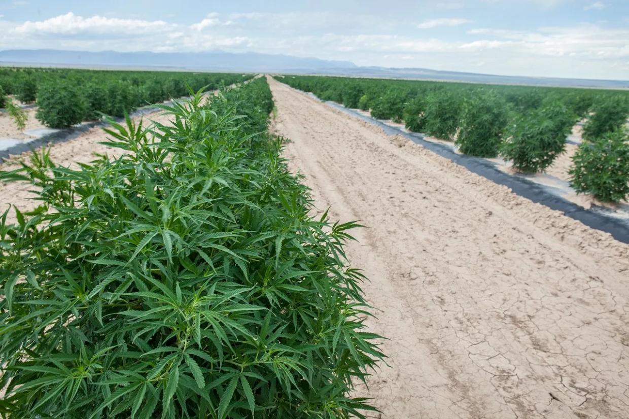 USDA on Colorado’s State Hemp Plan: Try Again