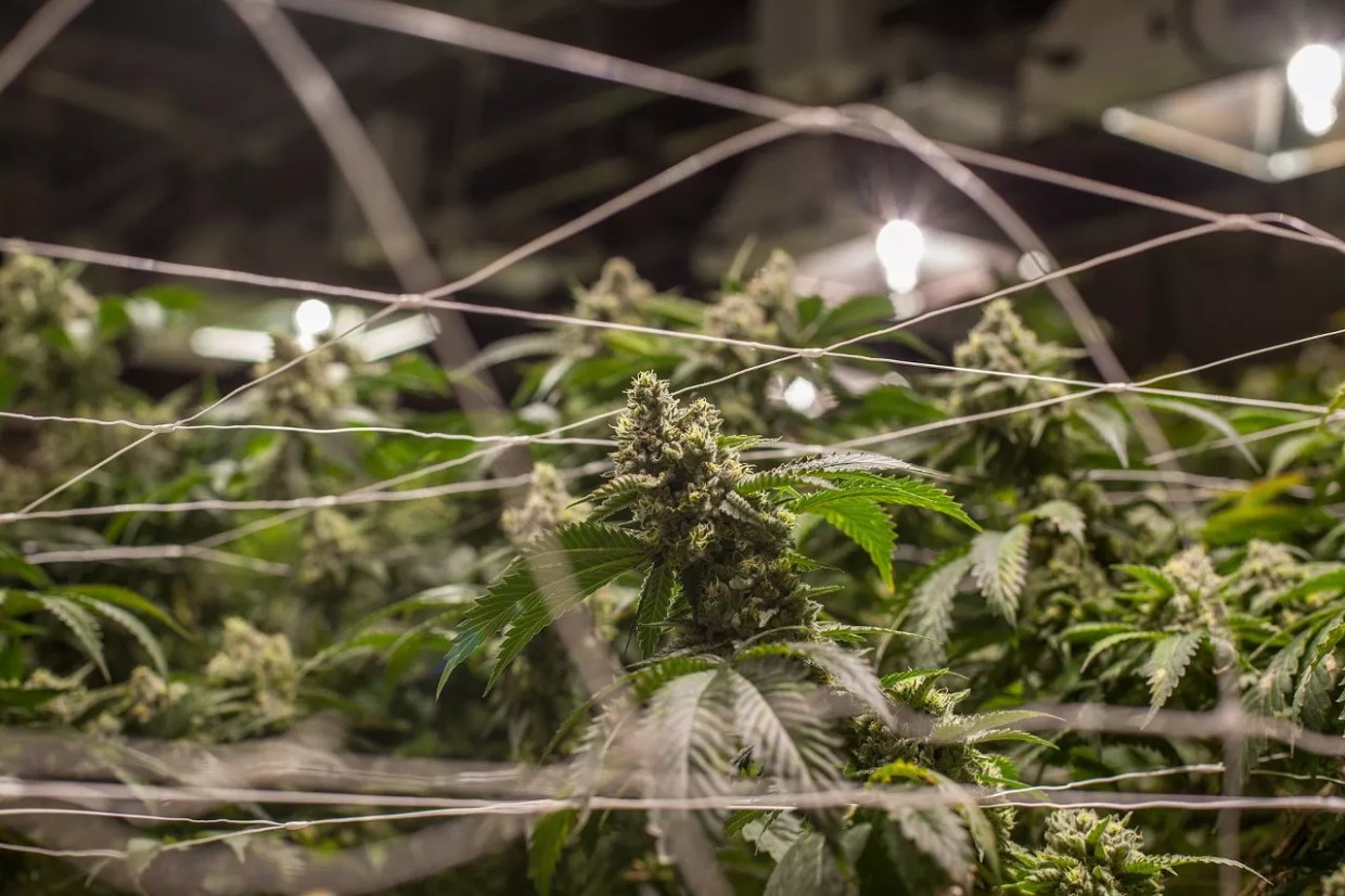 Marijuana Grower Sundance Gardens Issues Microbial Recall