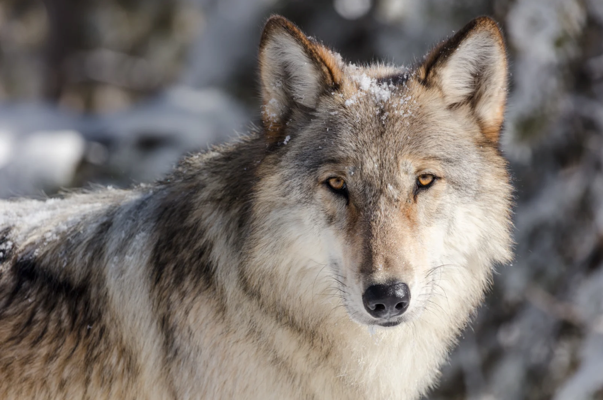 Proposition 114 Proponents Howling Over Wolf Killings in Wyoming