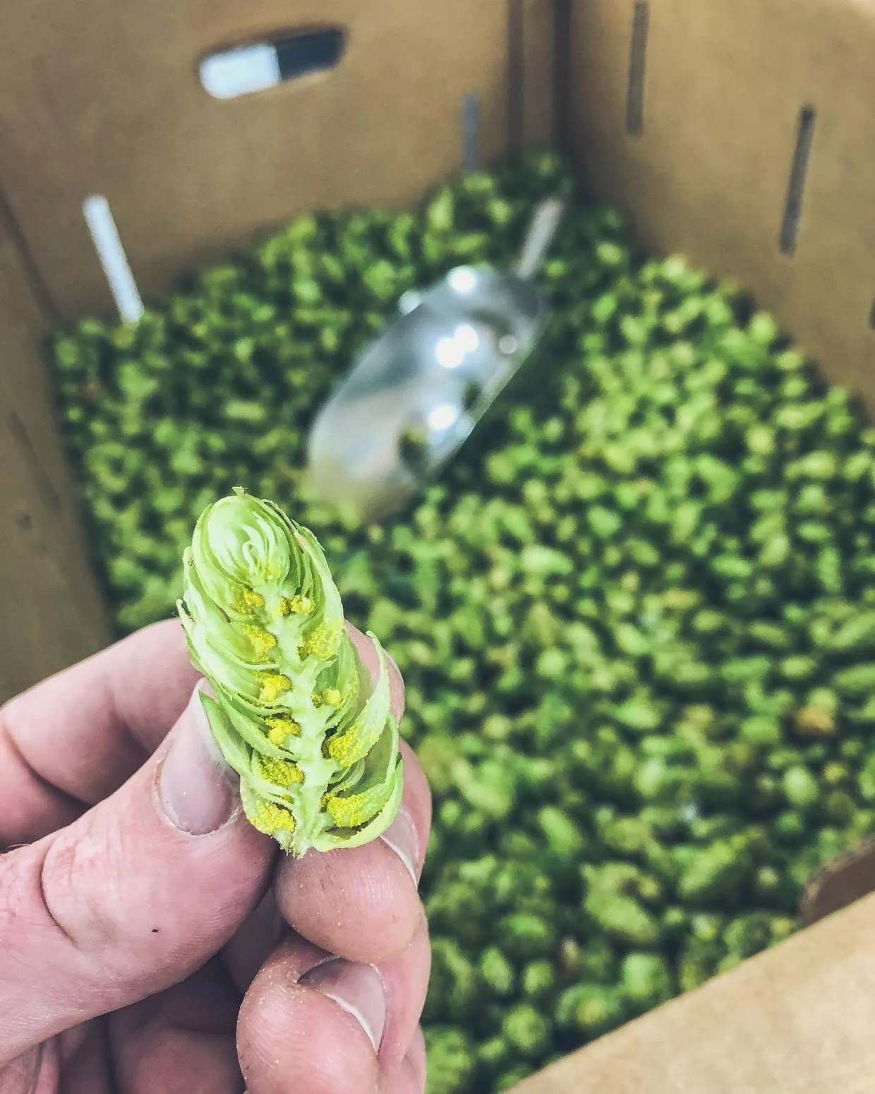 New Image Brewing Takes Fresh Hops to Another Level With Terpenes