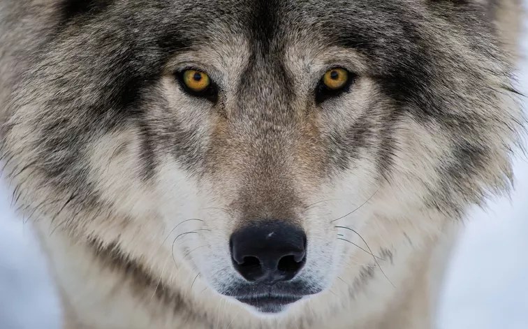 Op Ed: The Rewards of Wolf Reintroduction