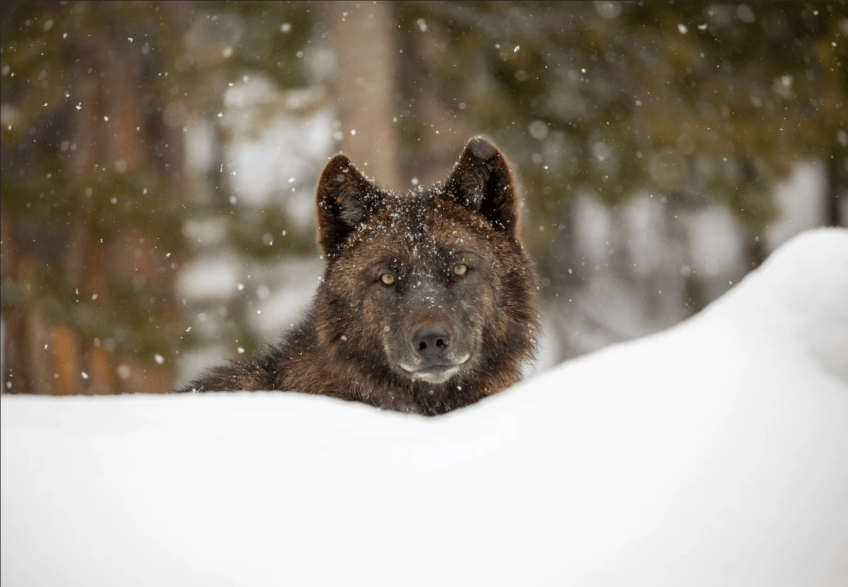 Colorado Voters Howl for Wolves, Just Delisted as Endangered