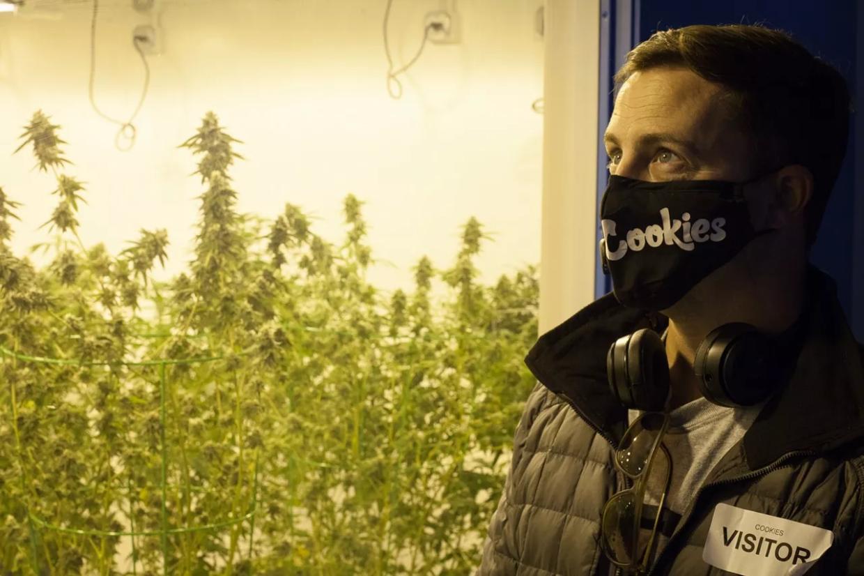 Our Most Popular Marijuana Stories of 2020